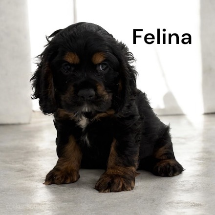 puppy, for, sale, Cocker Spaniel, Joe & Cherri  Overlease, dog, breeder, Miller, MO, dog-breeder, puppy-for-sale, forsale, nearby, find, puppyfind, locator, puppylocator, aca